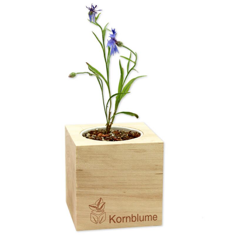Kornblume Feel nature - We create Green -